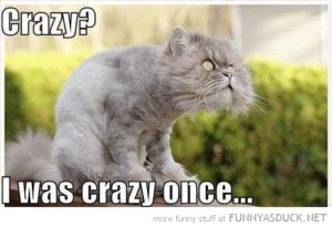 funny-crazy-mad-cat-once-pics